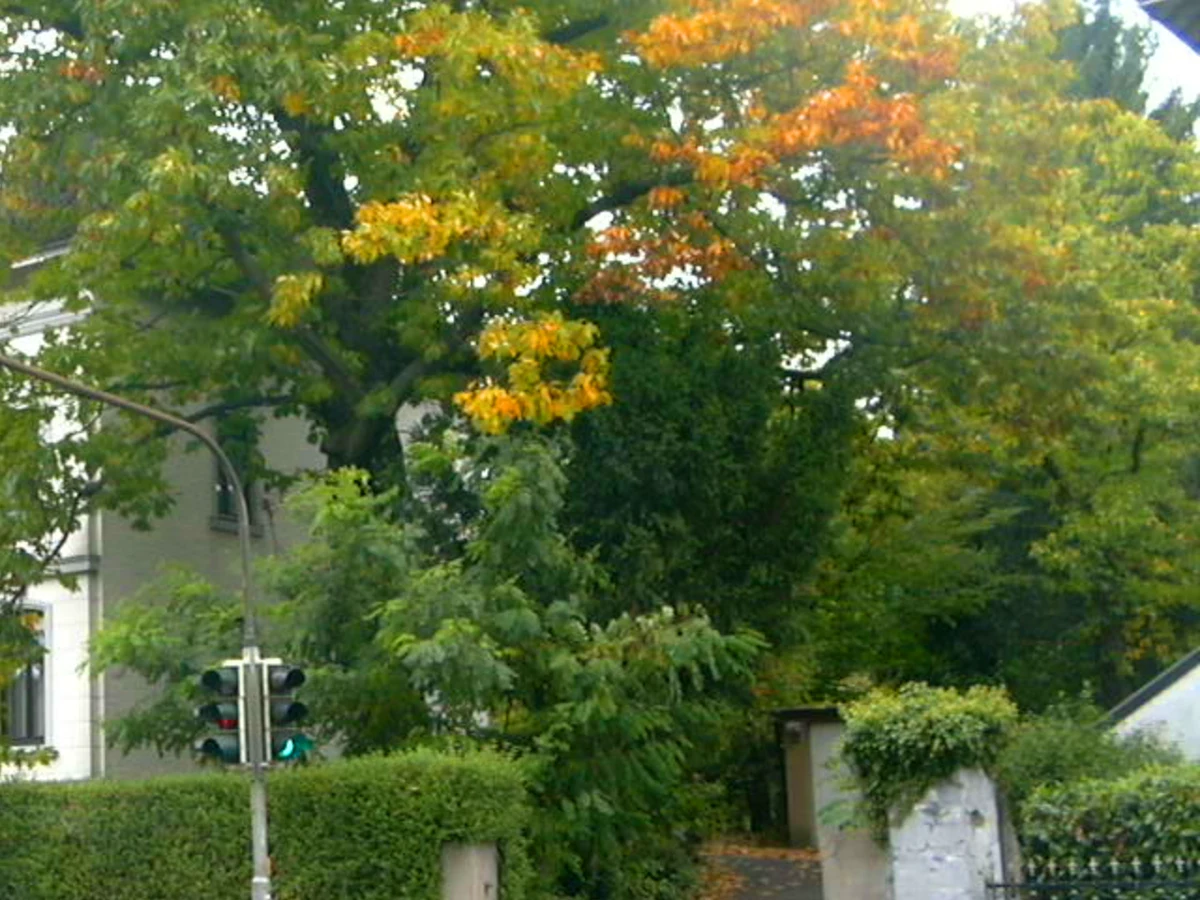 Haede — photo 3